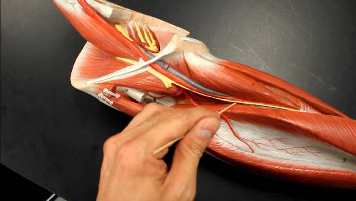 gdzie jest tętnica udowa u ludzi