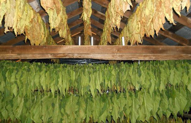 sušení a fermentace tabáku doma