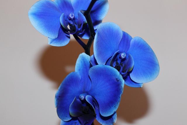 orchidejové hnojivo phalaenopsis