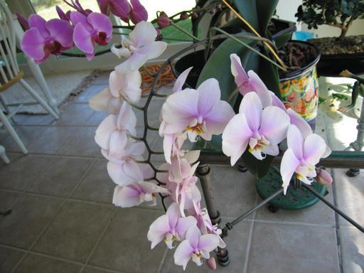 тор за орхидеи у дома