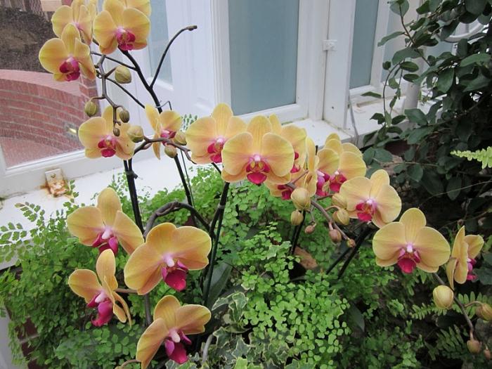 hnojivo pro výuku orchidejí forte