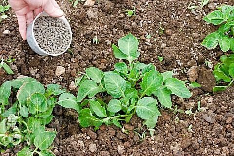Hnojivo pro brambory