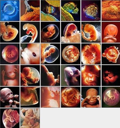 sviluppo intrauterino del feto di settimana