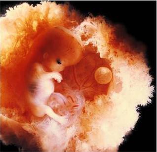 sviluppo intrauterino del feto per settimana di gravidanza