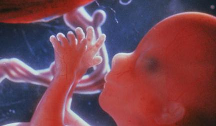 intrauterinní vývoj plodu pro týdenní anatomii