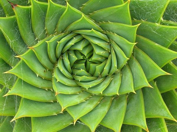 seria fibonacci