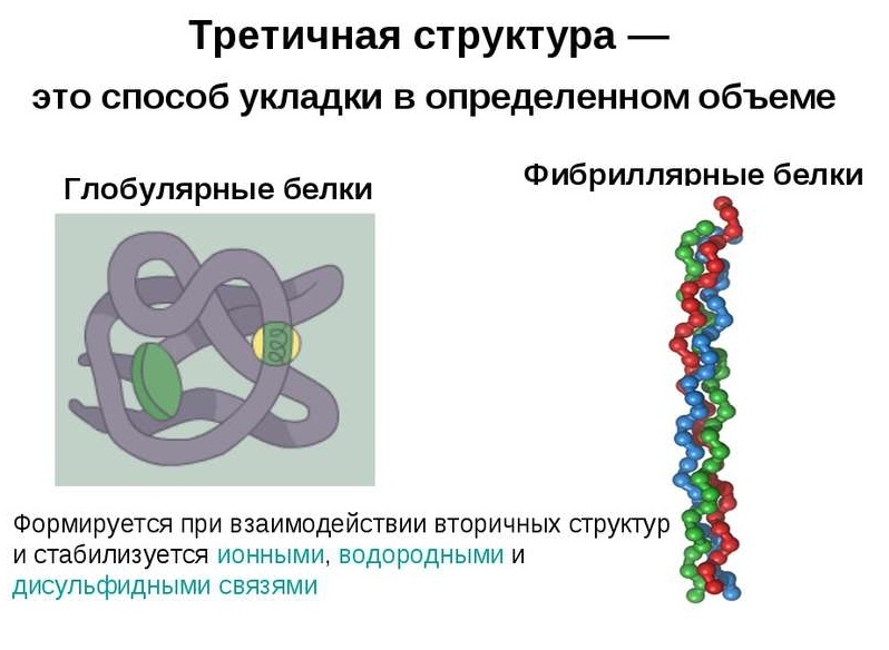 tipi di conformazione spaziale delle proteine