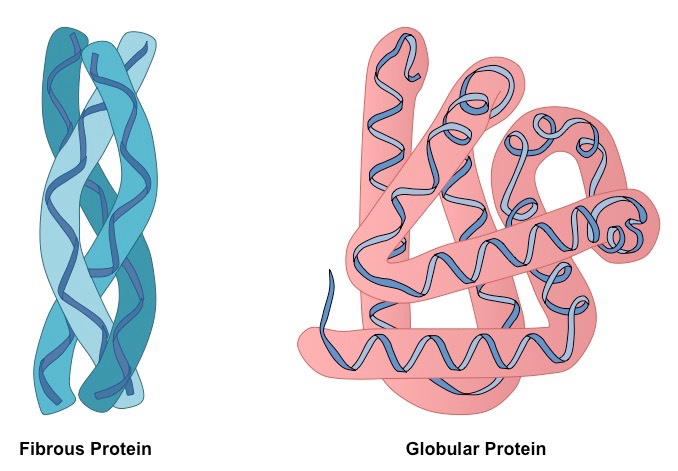 proteine ​​fibrillari e globulari