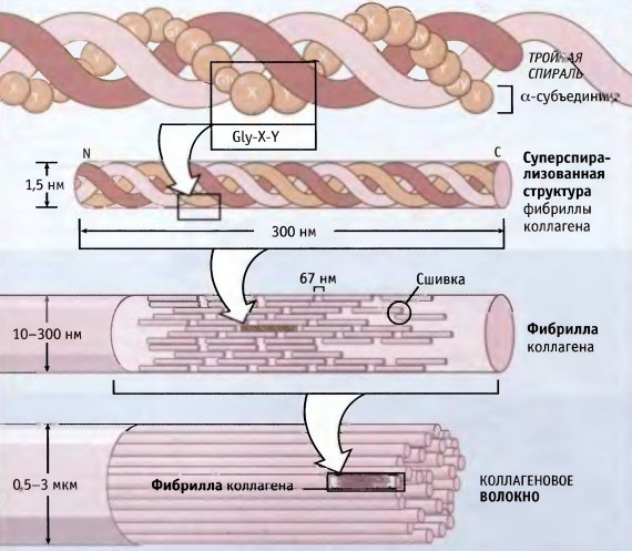 struktura fibrilarnog proteina pomoću kolagena kao primjer