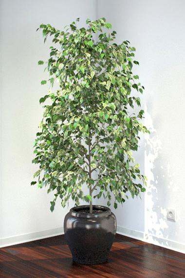 Ficus benjamina хвърля листа