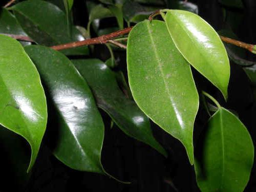 Ficus benjamin листа пожълтяват