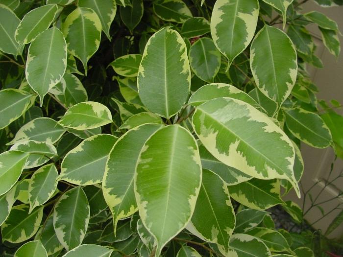 видове Ficus