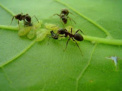 bojující mravenci