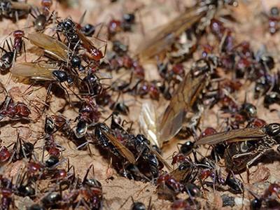 bojujících mravenců v zemi