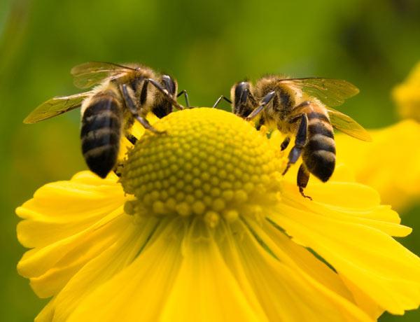 co včely snídají
