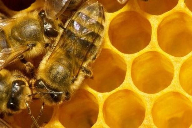 interpretacja pszczół