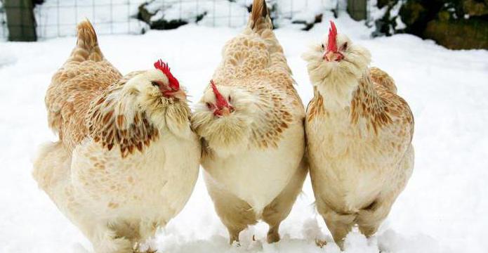 пилета отглеждат сьомга снимка и описание