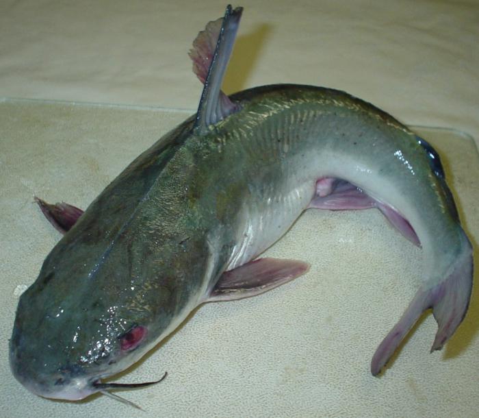 foto di pesce gatto di pesce