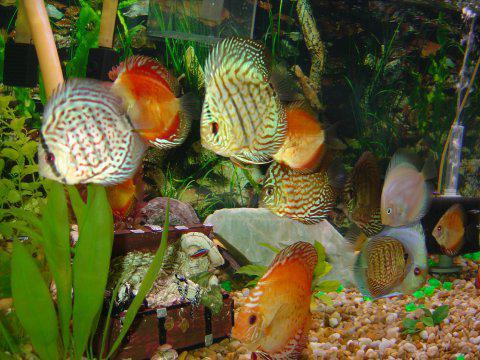 vsebine akvarijskih rib