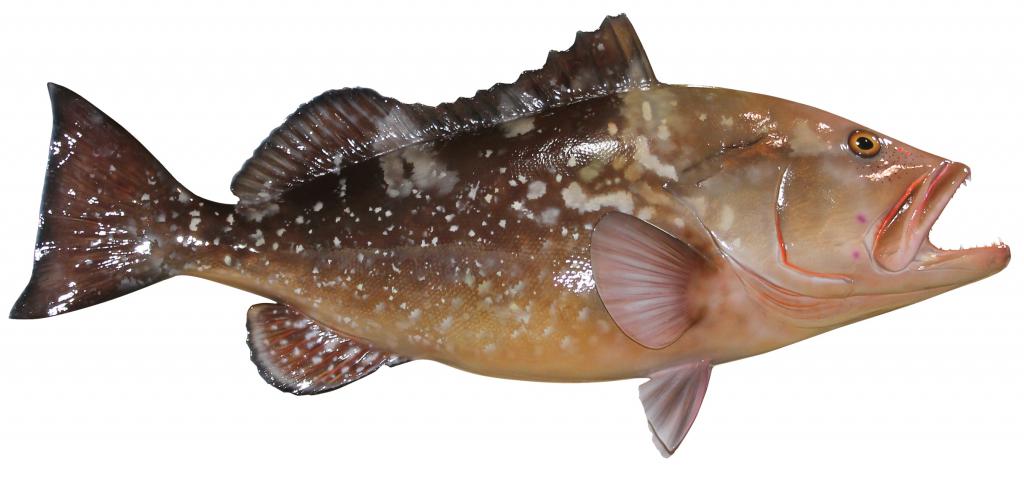 риба-групер