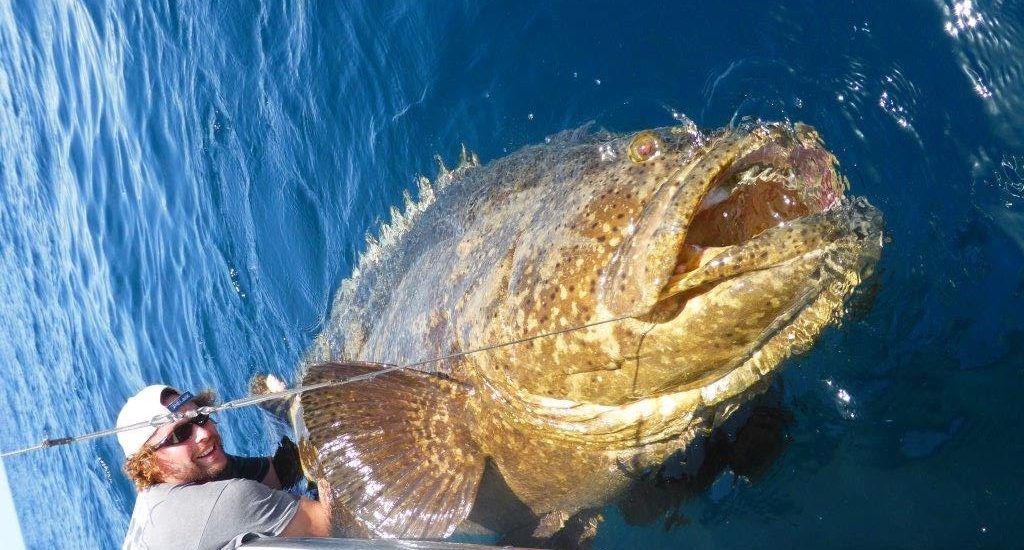obrovský grouper