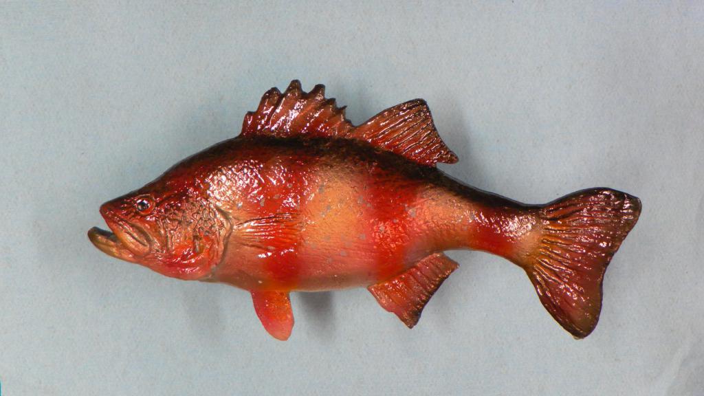 czerwony grouper