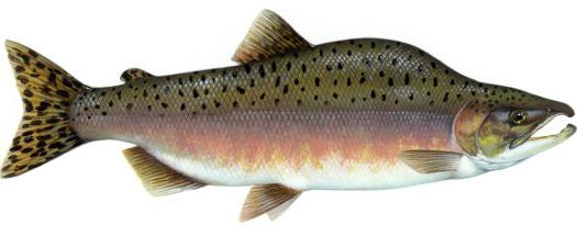 списък на риба от сьомга