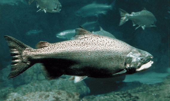 sladkovodní ryby z rodiny lososů