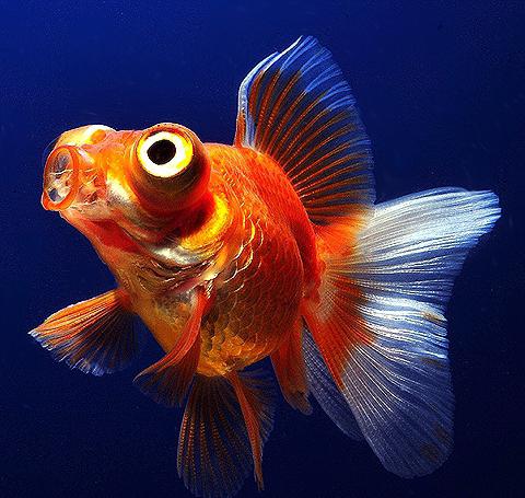 фото телескоп риба