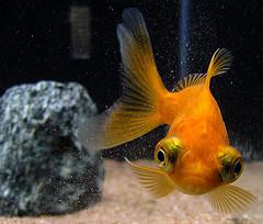 zlatý rybí dalekohled