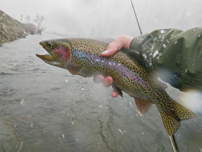 Pesca alla trota in inverno