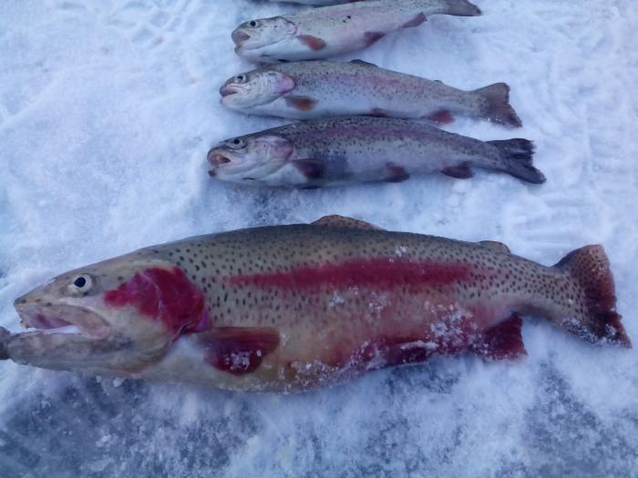 Zimski ribolov postrvi na testeninah