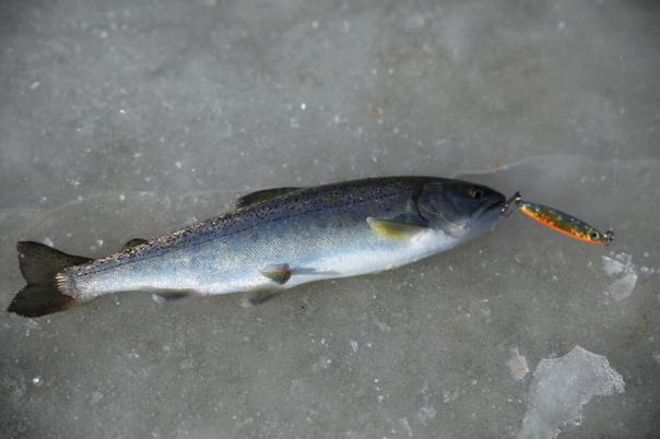 Pstruh rybolov v zimě