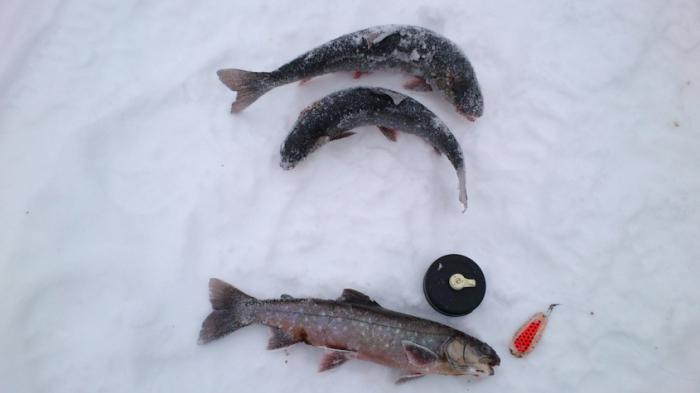 Снабдяване за риболов на пъстърва през зимата