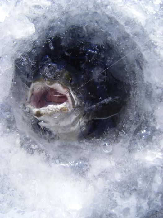 Zimski lov na plovec