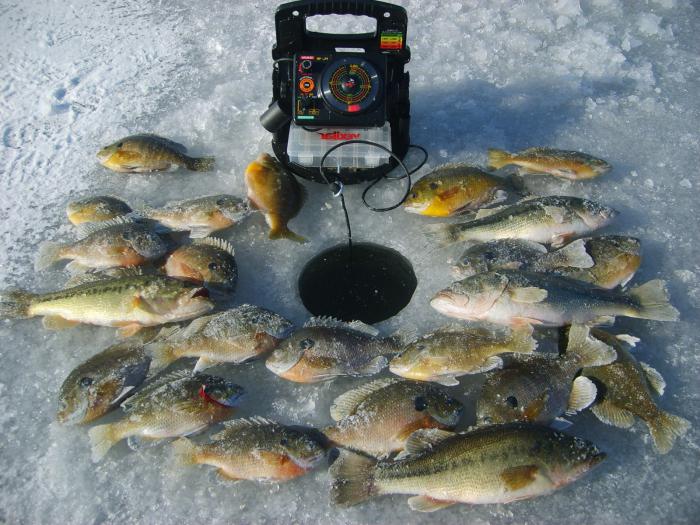 Pesca di orate in inverno sul fiume