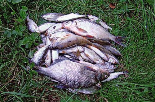 Recensioni su pesca in Anapa