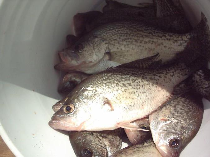 łowienie ryb w Łasku powoduje ukąszenie