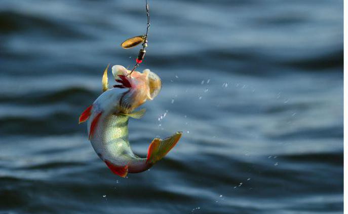 pesca in magnitogorsk dove morsi di pesce persico