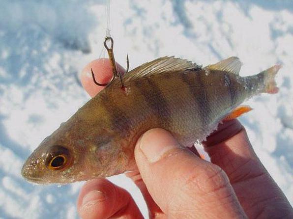 Pravidla zimního rybolovu na zherlitsy