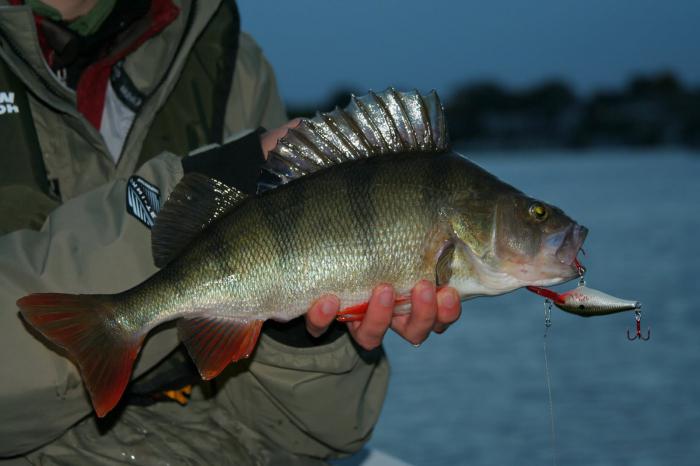 Рибарска риба през нощта на джиг