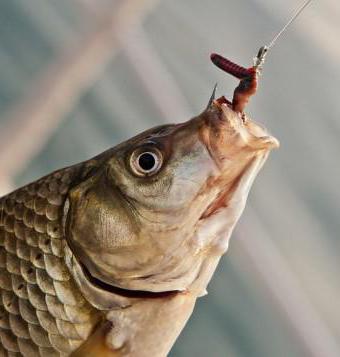 ribolovni trikovi i domaće ideje