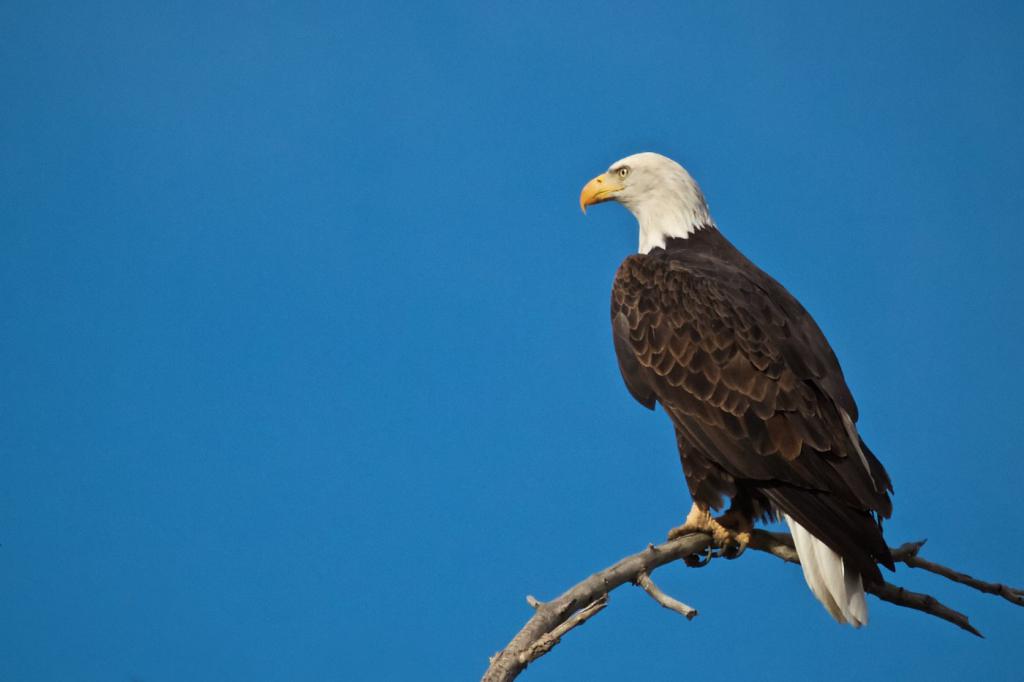 Eagle siedzi na gałęzi