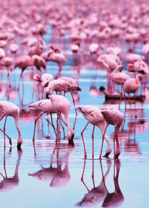 къде живее фламинго
