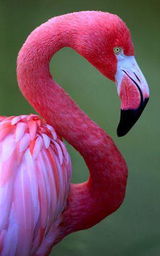 розов фламинго