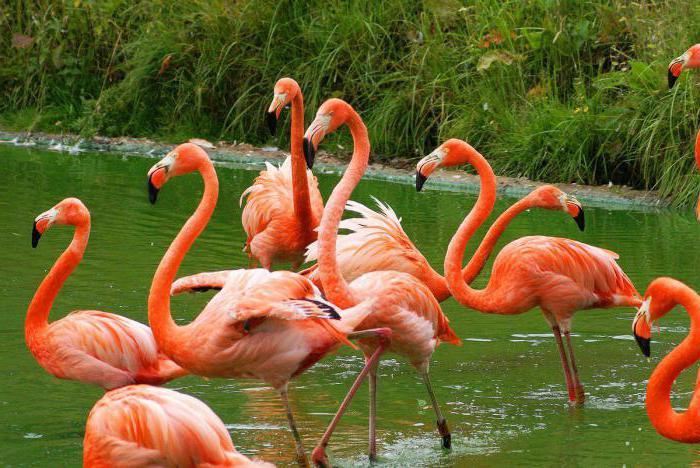 местообитание на фламинго