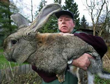 Belgický flandre králík