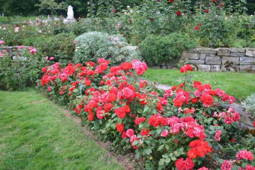 Floribunda růže - výsadba a péče