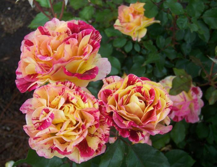 Recensioni di rose Floribunda