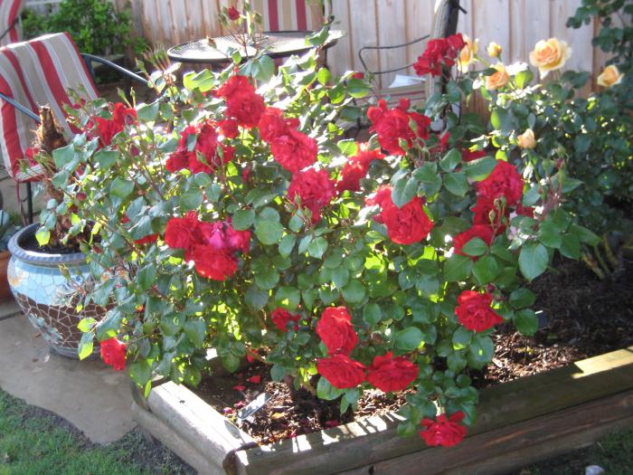 piantare rose floribunda